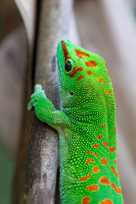 Madagaskar-Taggecko, momente-der-schoepfung.ch