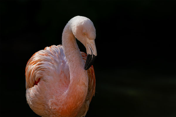 Flamingo, Zürcher Zoo, momente-der-schoepfung.ch