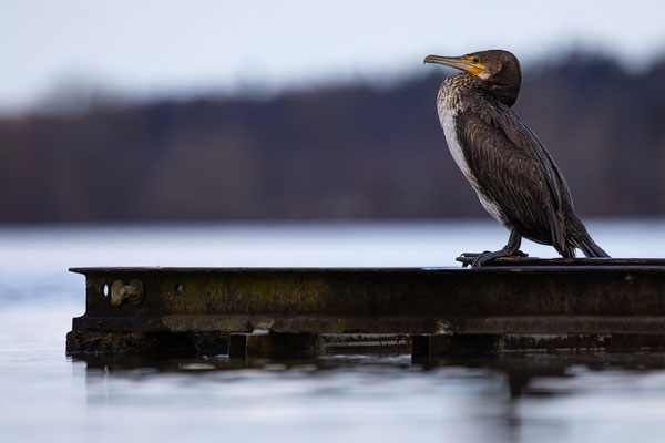 Kormoran, momente-der-schoepfung.ch