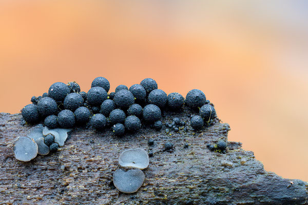 Myxomyceten Schleimpilz, ABM4.5:1, momente-der-schoepfung.ch