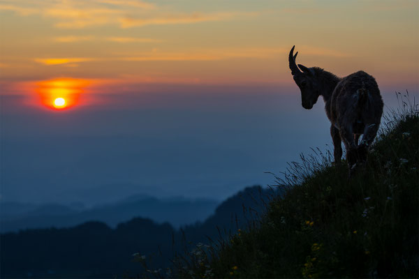 Alpensteinbock, momente-der-schoepfung.ch