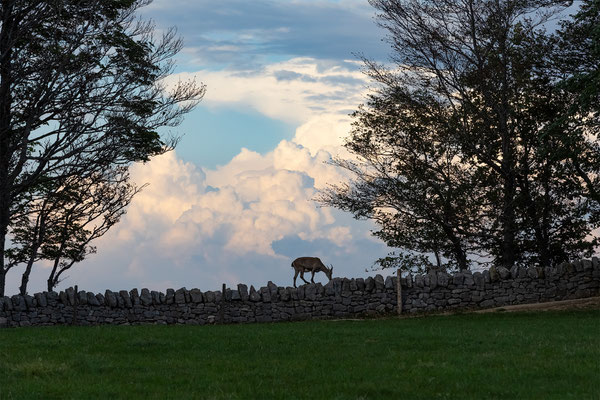 Alpensteinbock, momente-der-schoepfung.ch