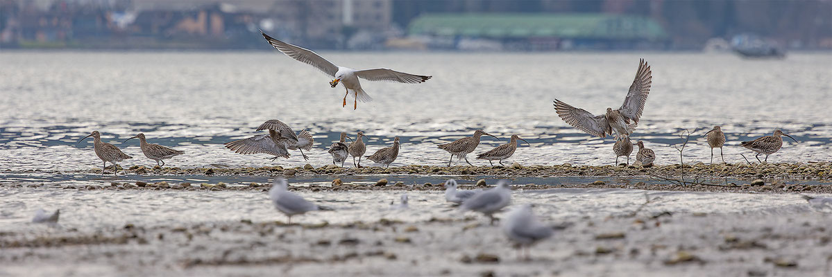 Brachvögel, momente-der-schoepfung.ch
