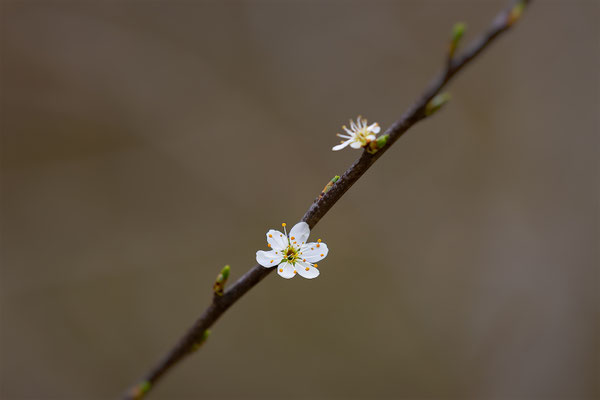 Blüte,momente-der-schoefung.ch