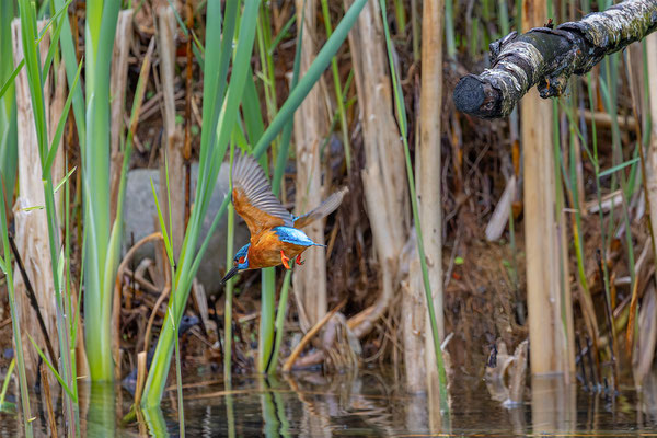 Eisvogel, momente-der-schoepfung.ch