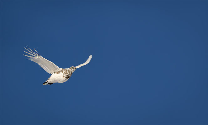 Alpenscheehuhn, momente-der-schoepfung.ch