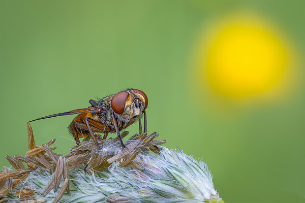 Breitflügelige Raupenfliege, momente-der-schoepfung.ch