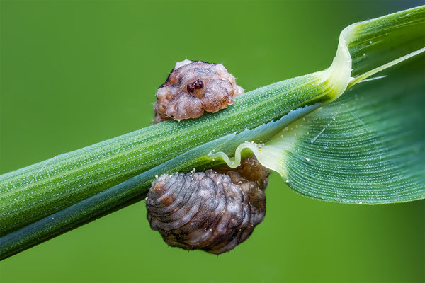 Raupe unbekannt, ABM1.5:1, momente-der-schoepfung.ch