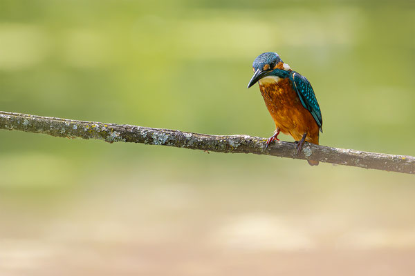 Eisvogel, momente-der-schoepfung.ch