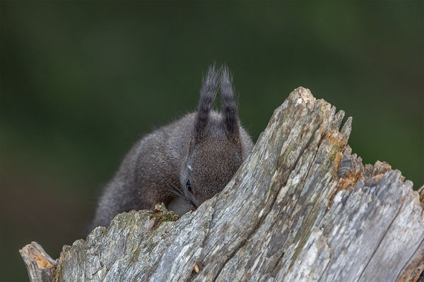 Eichhörnchen, momente-der-schoepfung.ch