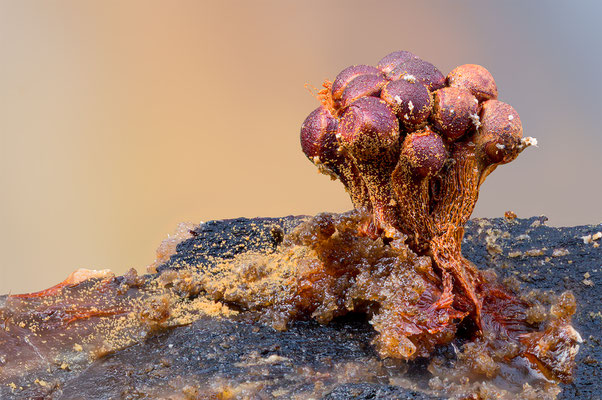 Myxomyceten Schleimpilz, Trichia verrucasa, ABM5:1, momente-der-schoepfung.ch