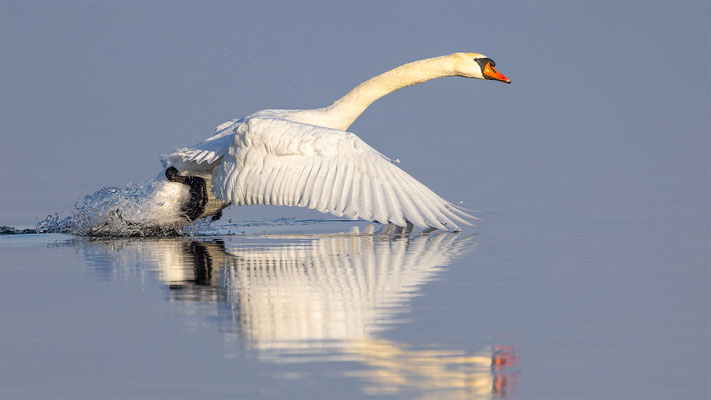 Höckerschwan, momente-der-schoepfung.ch