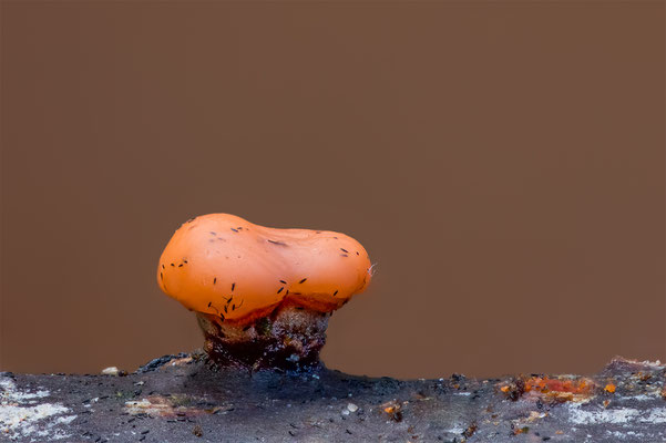 Myxomyceten Schleimpilz, ABM6:1, momente-der-schoepfung.ch