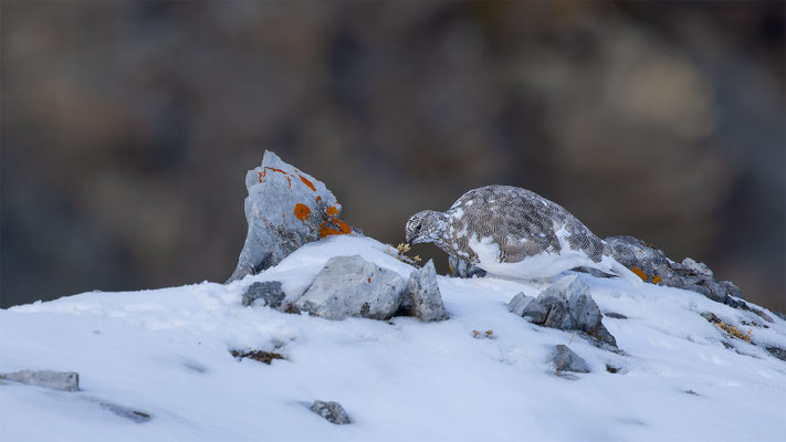 Alpenscheehuhn, momente-der-schoepfung.ch