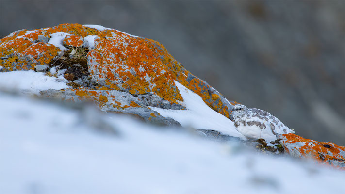 Alpenscheehuhn, momente-der-schoepfung.ch