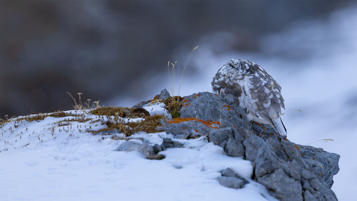 Alpenscheehuhn, momente-der-schoepfung.ch