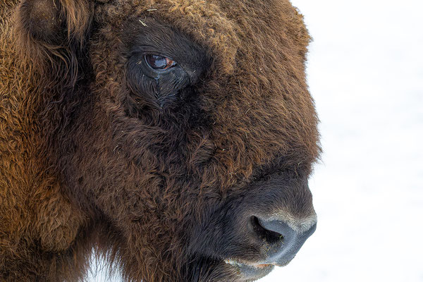 Wisent, momente-der-schoepfung.ch