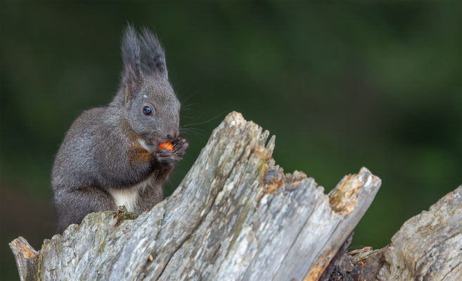 Eichhörnchen, momente-der-schoepfung.ch