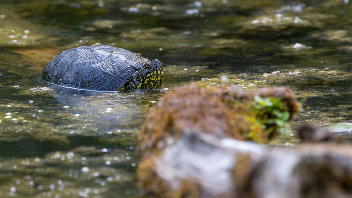 Europä. Schumpfschildkröte, momente-der-schoepfung.ch