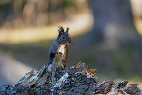 Eichhörnchen, momente-der-schoepfung.ch