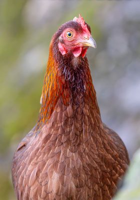 Huhn, Tierpakt Arth Goldau, momente-der-schoepfung.ch