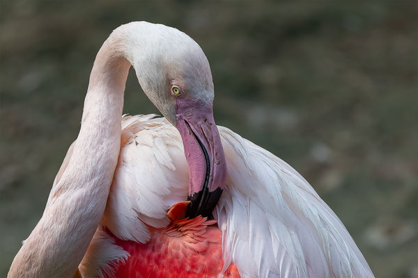 Flamingo, momnete-der-schoepfung.ch