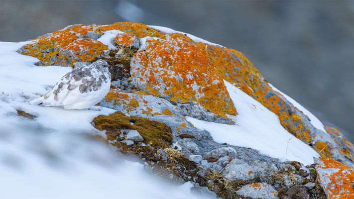Alpenscheehuhn, momente-der-schoepfung.ch