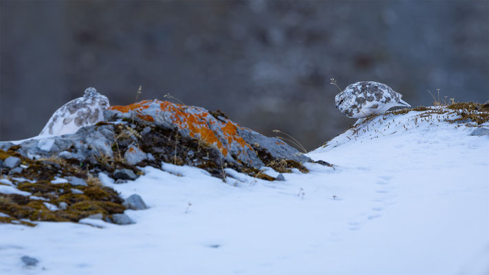 Alpenscheehuhn, momente-der-schoepfung.ch