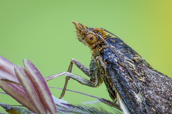 Purpuroter Zünsler, momente-der-schoepfung.ch