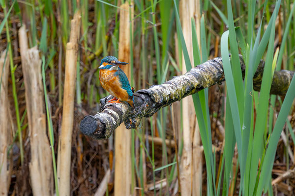 Eisvogel, momente-der-schoepfung.ch