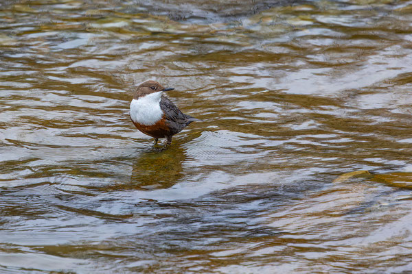 Wasseramsel, momente-der-schopfung.ch