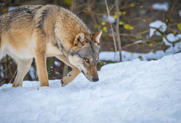 Wolf, momente-der-schoepfung.ch