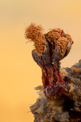 Myxomyceten Schleimpilz, Tricia verrucosa, ABM5:1, momente-der-schoepfung.ch