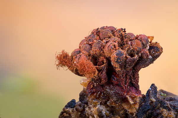 Myxomyceten Schleimpilz, Trichia verrucasa, ABM3:1, momente-der-schoepfung.ch