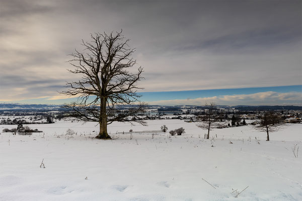 Baum Hittnau, momente-der-schoepfung.ch