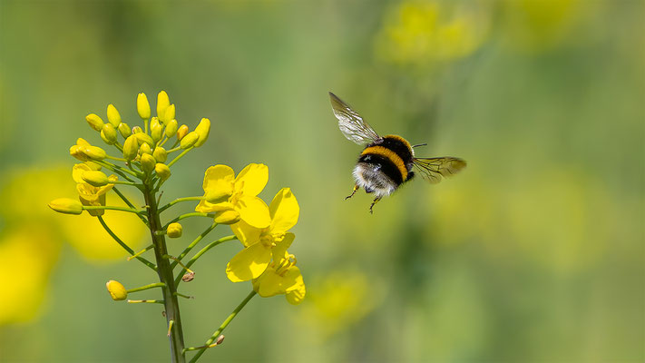 Hummel, momente-der-schoepfung.ch
