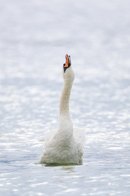 Höckerschwan, momente-der-schoepfung.ch