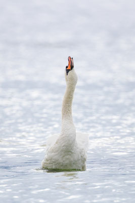 Höckerschwan, momente-der-schoepfung.ch