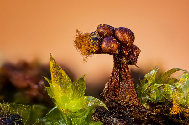 Myxomyceten Schleimpilz,Tricia verrucosa, ABM4:1, momente-der-schoepfung.ch