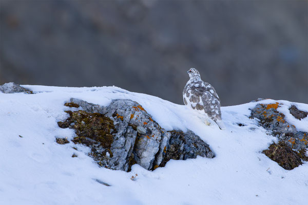 Alpenscheehuhn, momente-der-schoepfung.ch