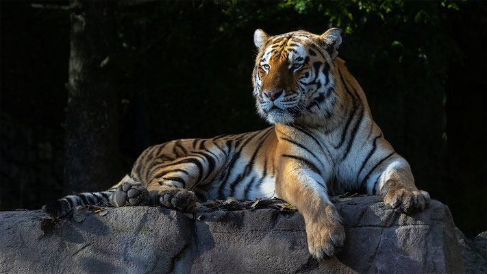  Armurtiger, Zürcher Zoo, momente-der-schoepfung.ch