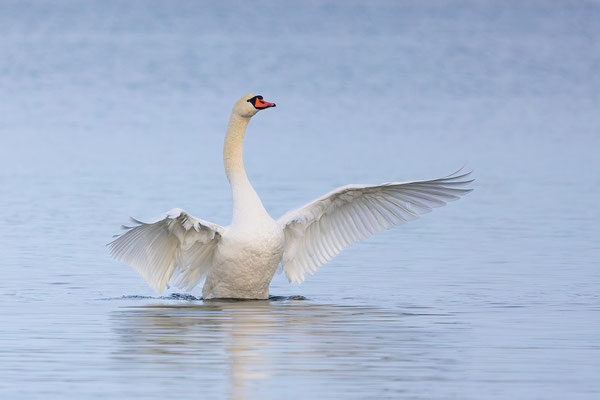 Höckerschwan, momente-der-schoepfung.ch