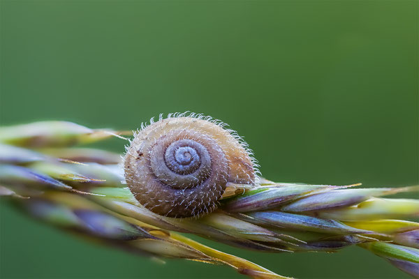 Behaarte Schnecken, momente-der-schoepfung.ch