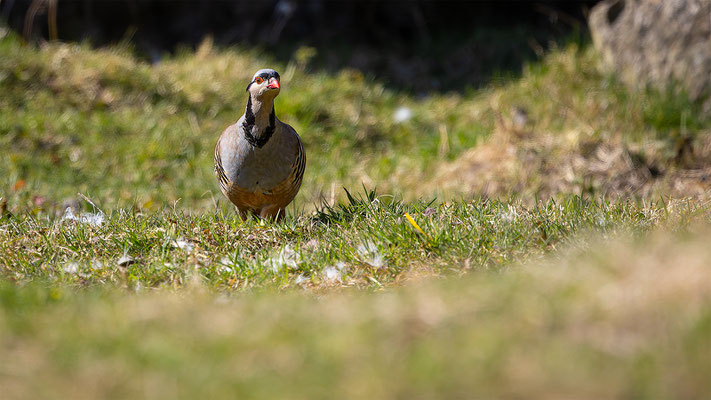 Steinhuhn, momente-der-schoepfung.ch