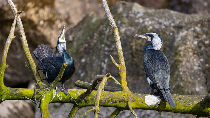 Kormoran, Tierpakt Arth Goldau, momente-der-schoepfung.ch