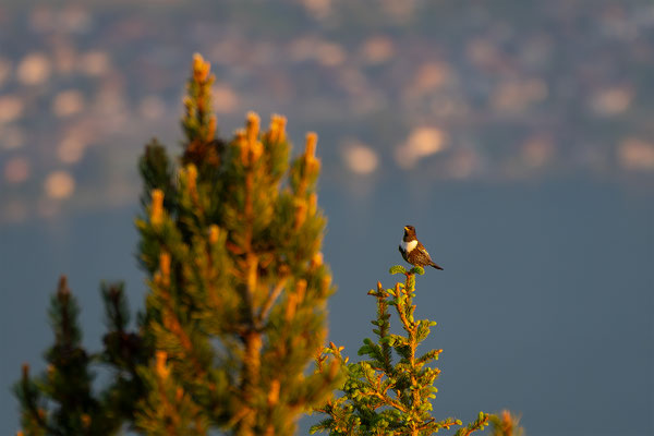 Ringdrossel, momente-der-schoepfung.ch