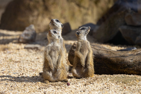 Erdmänchen, Zürcher Zoo, momente-der-schoepfung.ch