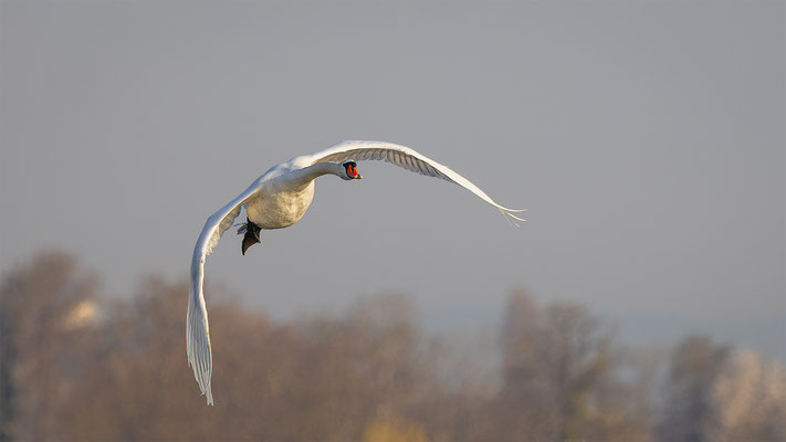 Höckerschwan, momente-der-schoepfung.ch