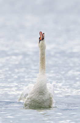 Höckerschwan, momente-der-schoepfung.ch