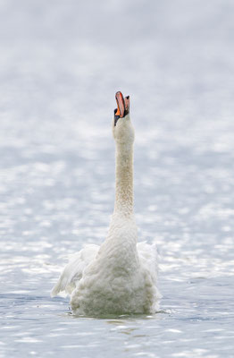 Höckerschwan, momente-der-schoepfung.ch
